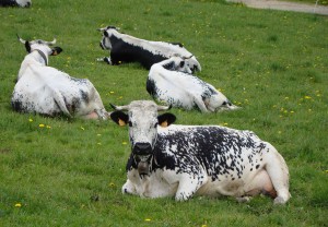 Vaches laitières de race Vosgienne